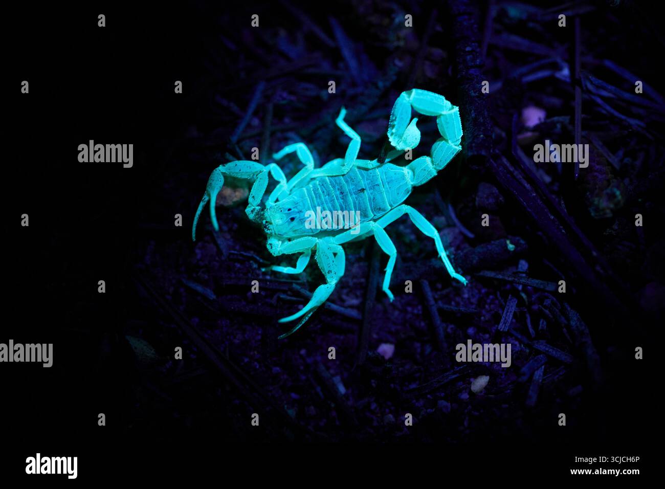 Gros plan d'un scorpion qui brille dans l'obscurité sous la lumière ultraviolette. L'exosquelette du scorpion émet une lueur bleu-vert, soulignant son arthro unique Banque D'Images