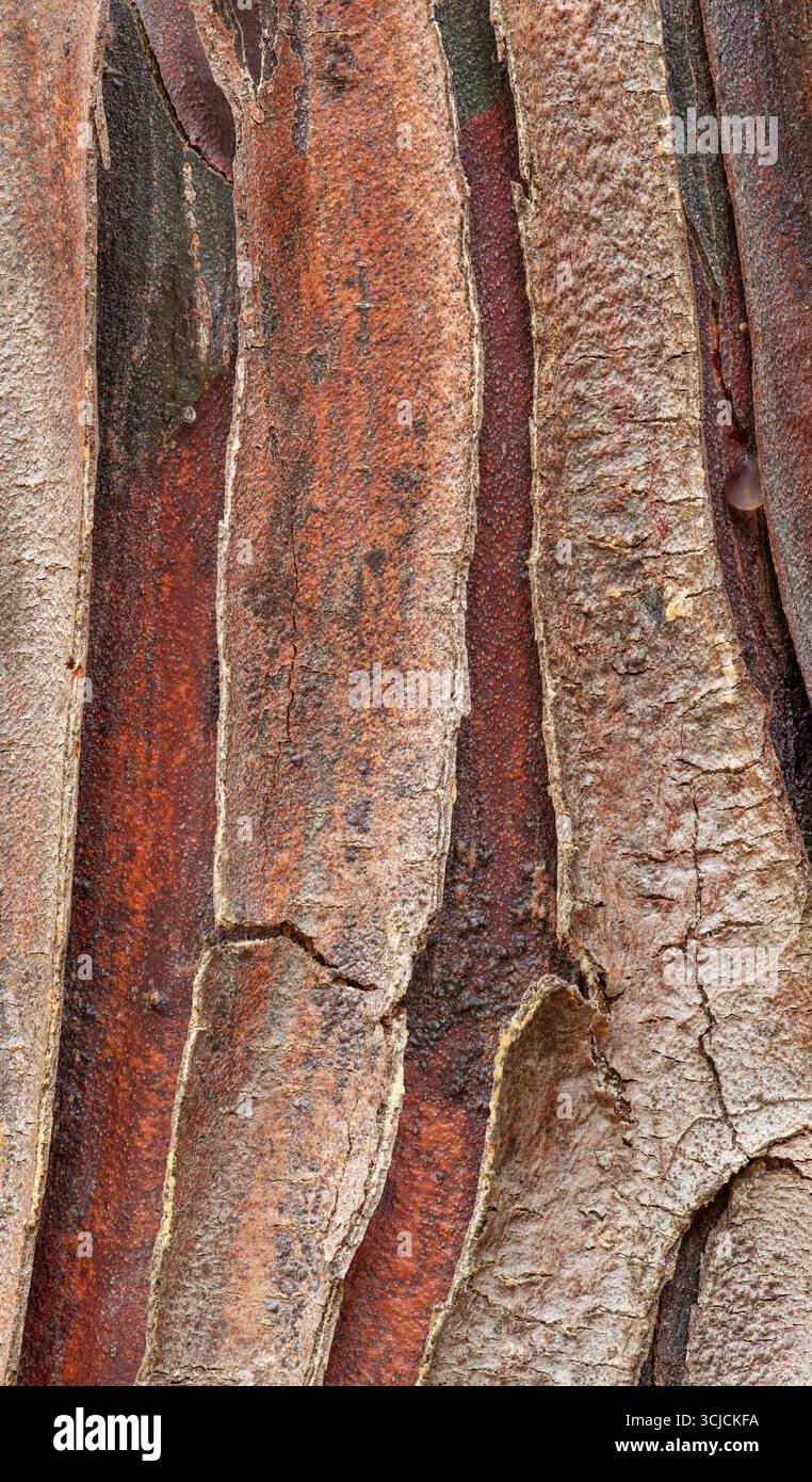 Vue détaillée de l'écorce d'un cyprès de l'Himalaya (Cupressus torulosa), révélant des textures et des motifs complexes dans des tons de brun et de gris. KNO Banque D'Images