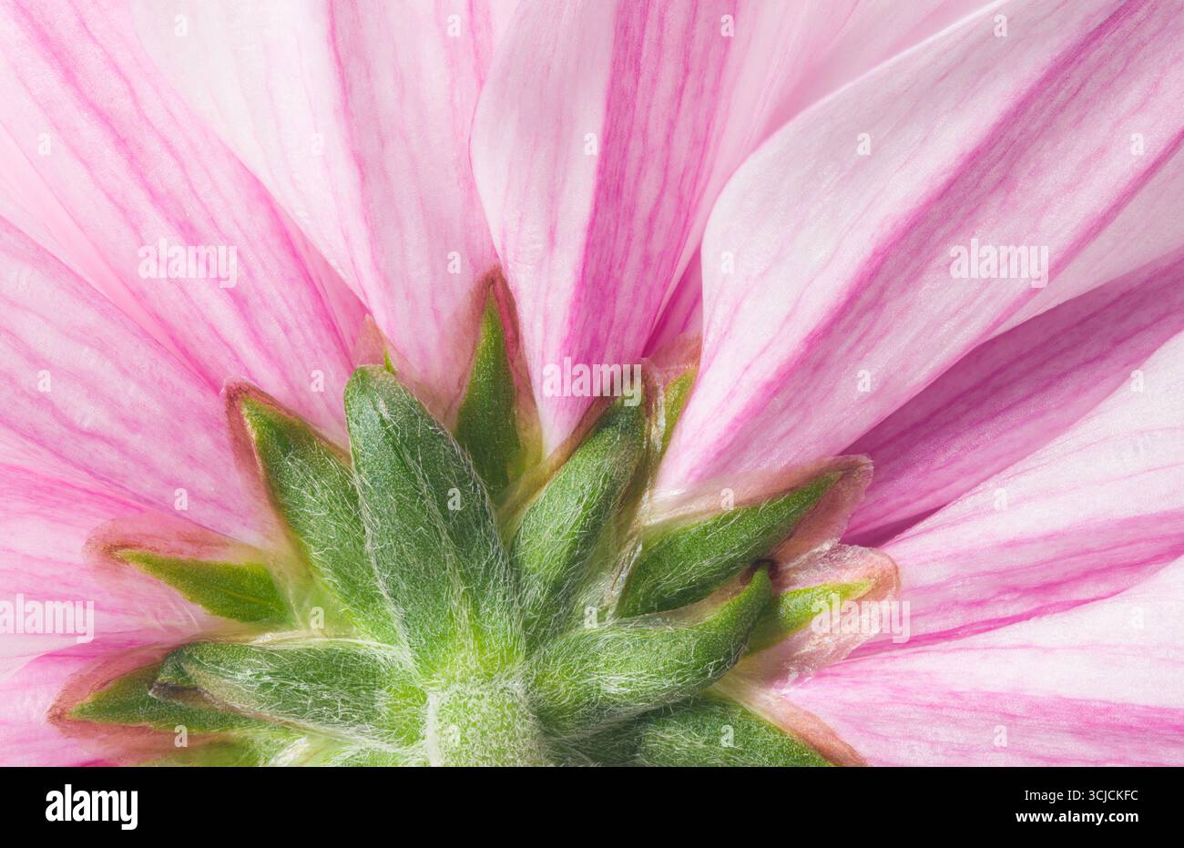 Gros plan détaillé d'une fleur de chrysanthème présentant des pétales rose doux et des sépales verts éclatants. La texture complexe et la coloration créent un A. Banque D'Images