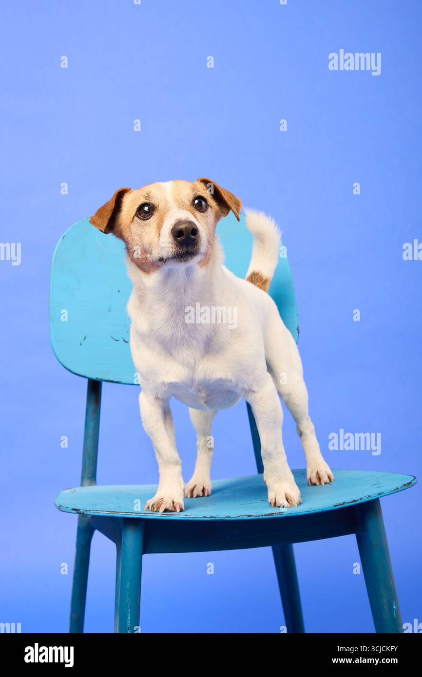 Un joli Jack Russell terrier est assis sur une chaise bleue sur un fond bleu assorti dans un studio photo lumineux. Le chien semble alerte et curieux, Banque D'Images