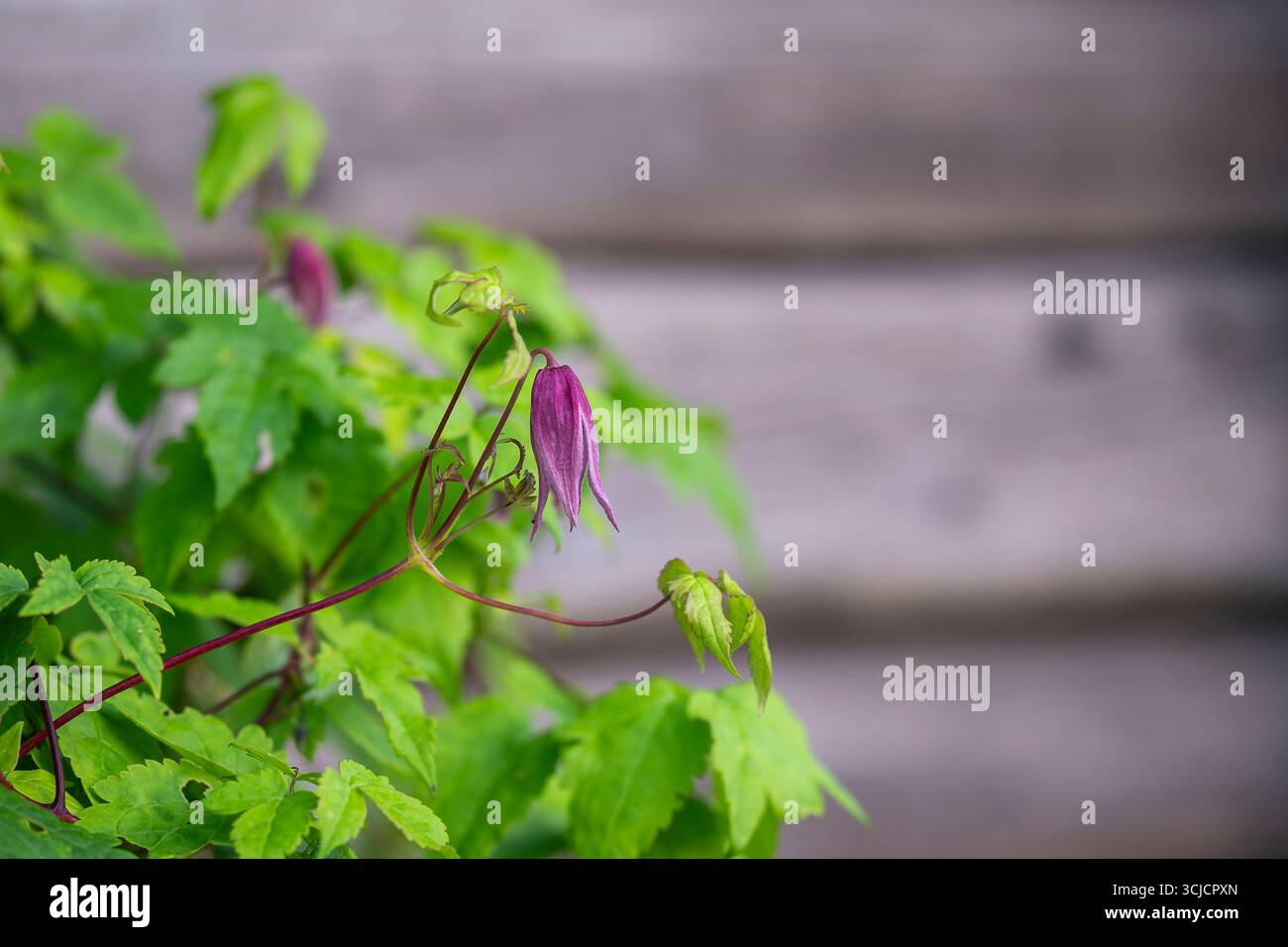 Un gros plan d'une fleur suspendue rose de Clematis alpina Ruby. Fleur violette de clématite alpine, Clematis alpina, dans un jardin en début de matinée d'été. Banque D'Images