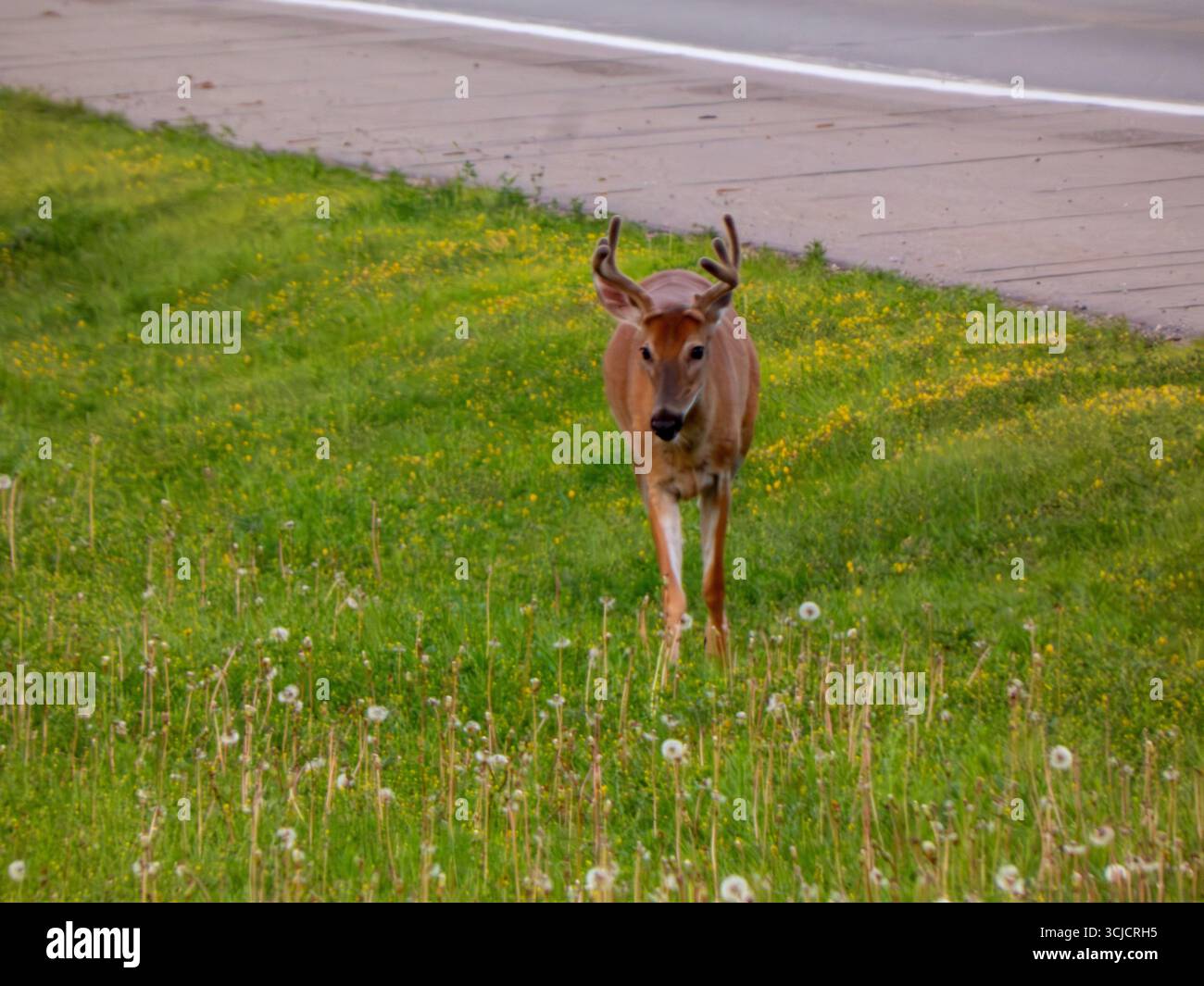 Un buck à queue blanche avec des bois de velours marchant dans le fossé herbeux près de l'autoroute Banque D'Images