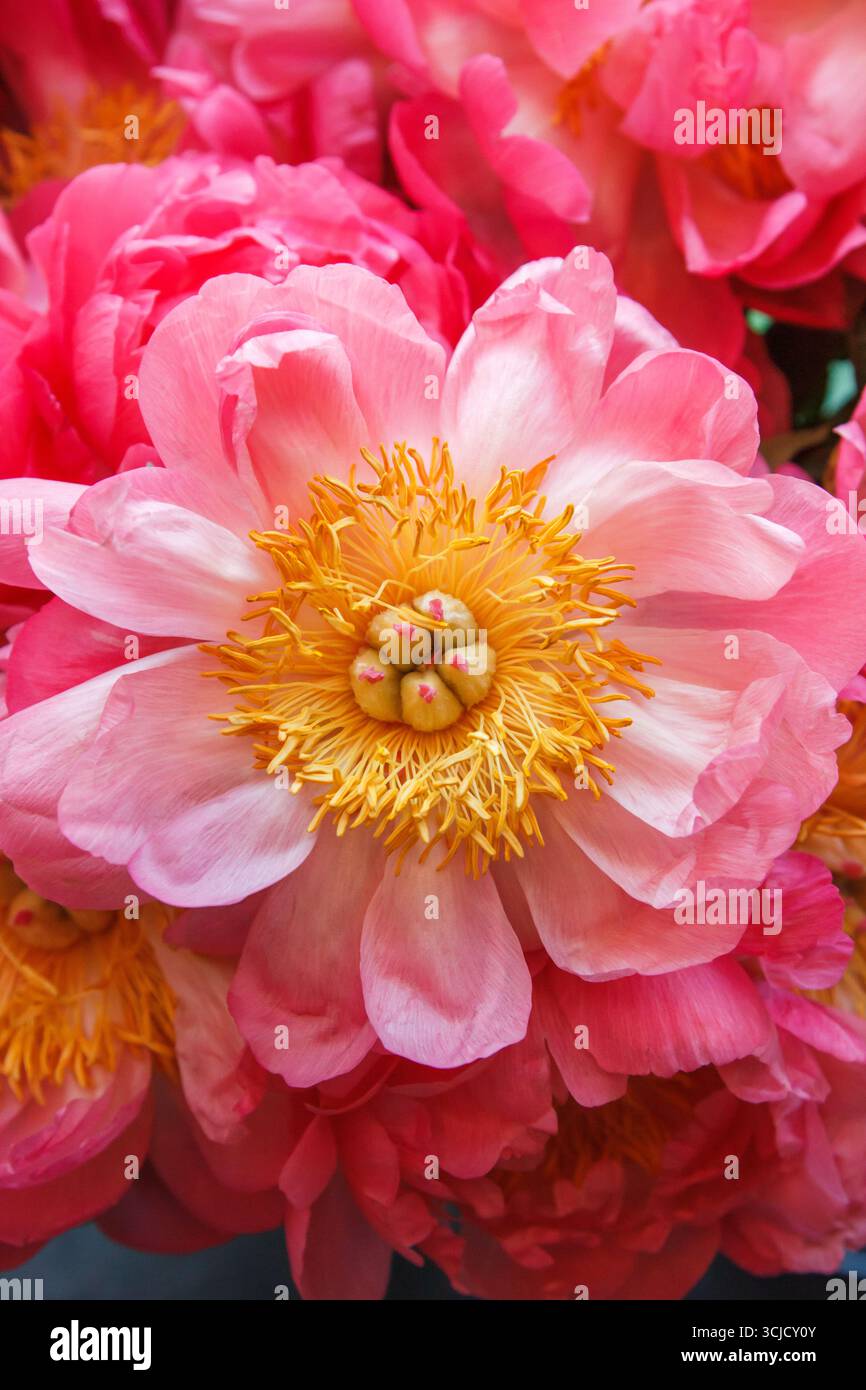 Gros plan d'une fleur de pivoine rose fleurie avec des étamines jaunes au centre, symbolisant la romance, la prospérité et l'élégance Banque D'Images Gros plan d'une fleur de pivoine rose fleurie avec des étamines jaunes au centre, symbolisant la romance, la prospérité et l'élégance Banque D'Images