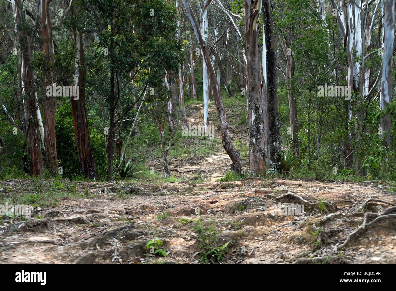 Sentiers de randonnée et de loisirs dans le poumon vert de la ville. Randonnées dans le parc national Waraira Repano. Voyage à travers Caracas, Venezuela, Cerro el Áv Banque D'Images