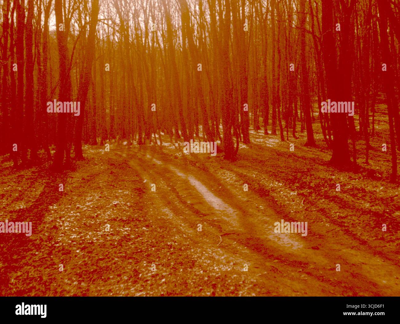 Photographie de forêt hivernale analogique avec balance des blancs incorrecte en raison d'une erreur de numérisation. Le résultat est une température de couleur modifiée qui crée un surréel. Banque D'Images