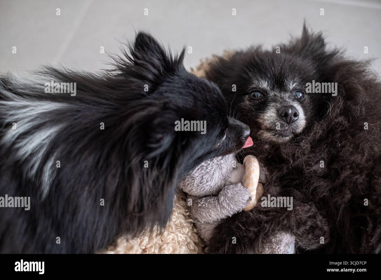 Deux adorables chiots Spitz se blottissent sur une couverture douce, rayonnant de joie et d'amour tout en jouant ensemble dans une atmosphère vibrante et énergique Banque D'Images