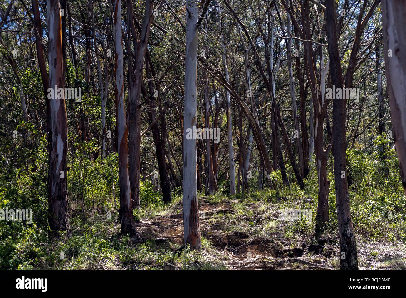 Sentiers de randonnée et de loisirs dans le poumon vert de la ville. Randonnées dans le parc national Waraira Repano. Voyage à travers Caracas, Venezuela, Cerro el Áv Banque D'Images