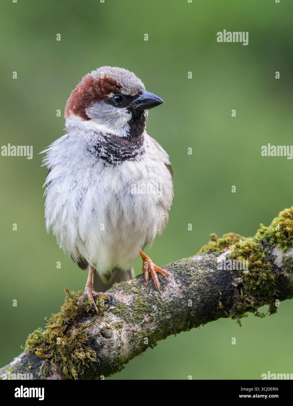 Moineau de maison [ passer domesticus ] oiseau mâle sur branche moussue Banque D'Images