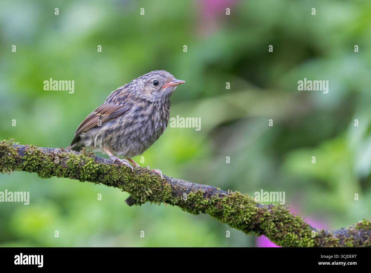 Oiseau juvénile Dunnock [ Prunella modularis ] sur branche moussue Banque D'Images