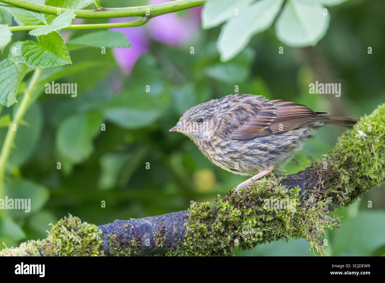Dunnock [ Prunella modularis ] oiseau juvénile sur branche mousseline Banque D'Images