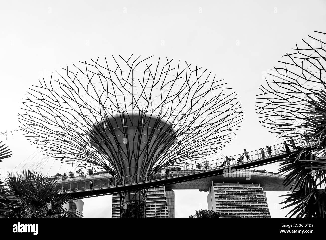 Jardins à Supertrees by the Bay, Singapour. Banque D'Images