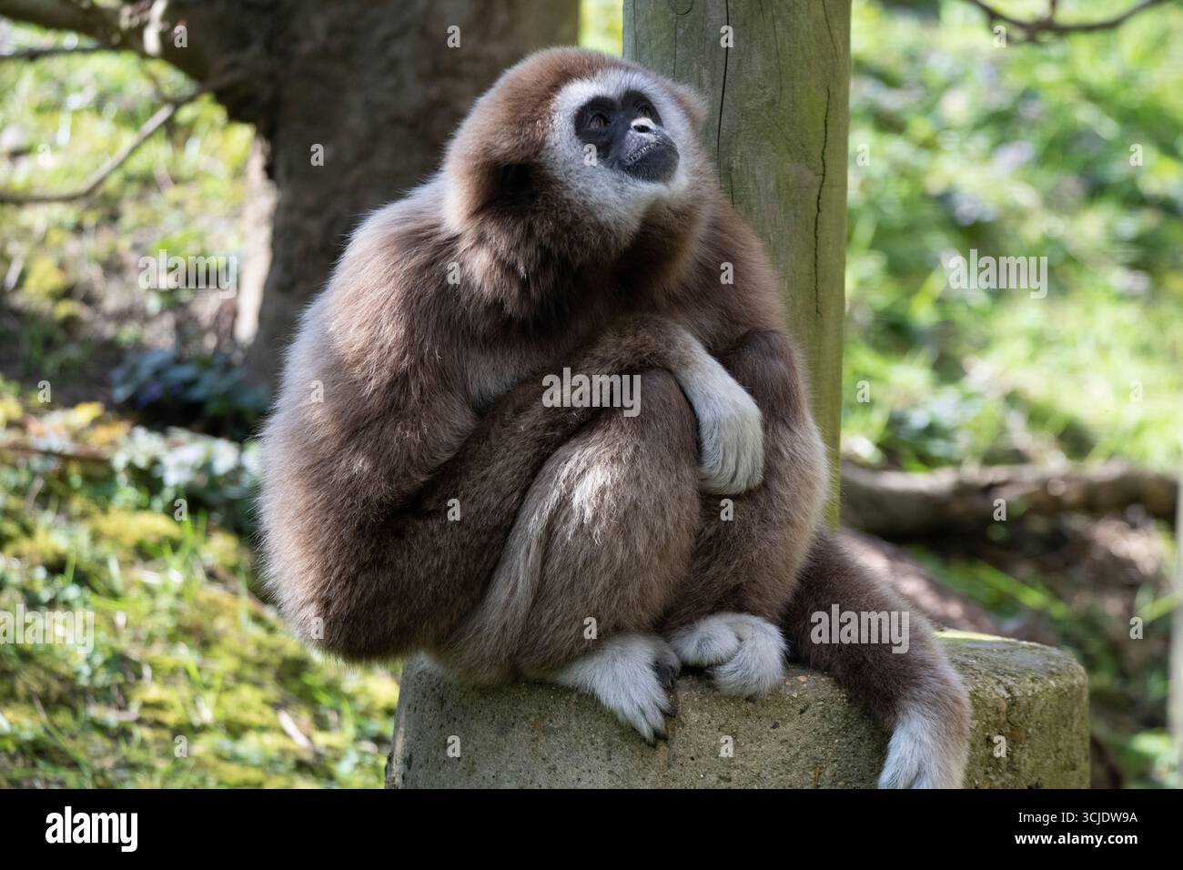 Le Gibbon Lar (Hylobates LAR), également connu sous le nom de Gibbon à mains blanches. Banque D'Images