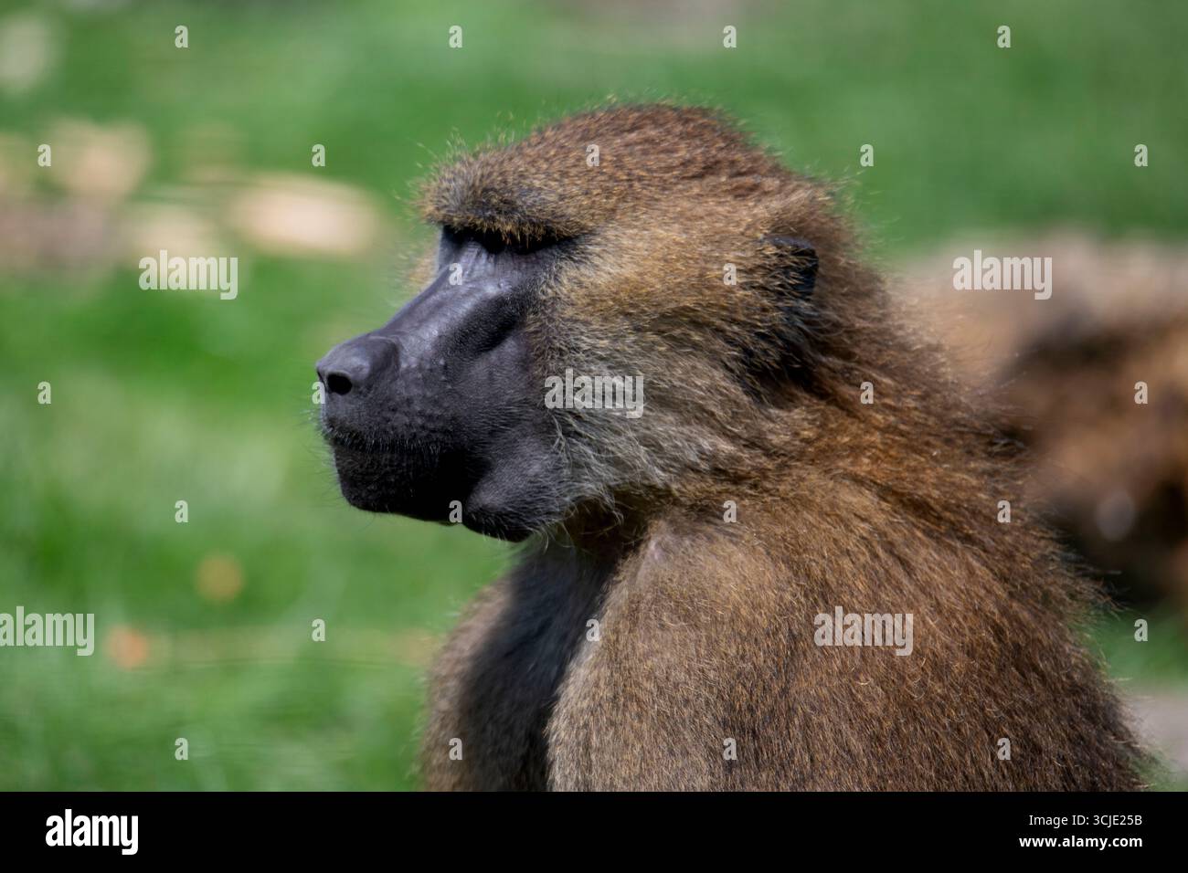 Le babouin de Guinée (Papio papio) est un babouin de la famille des singes du Vieux monde. Banque D'Images