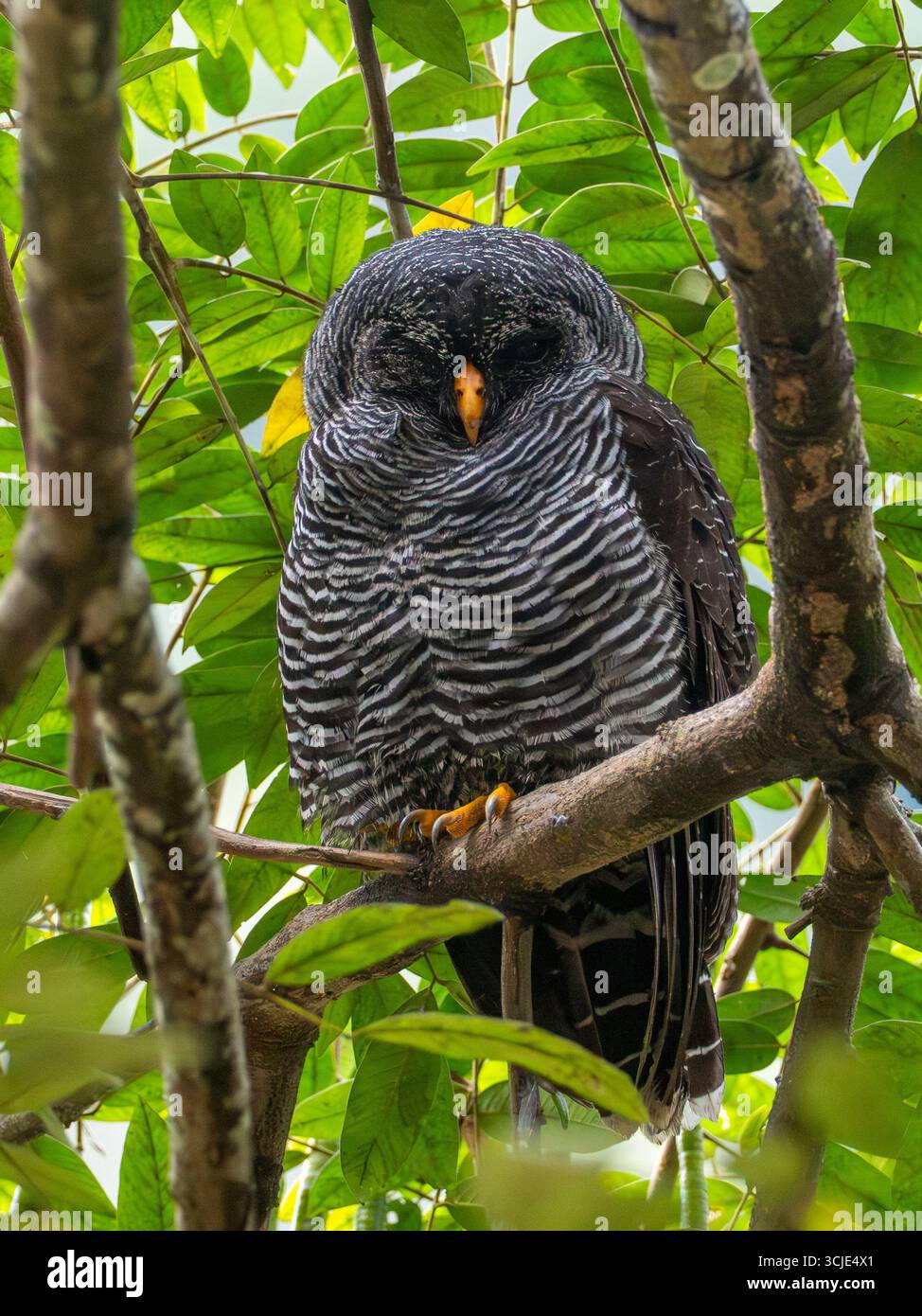 Hibou noir et blanc, Strix nigrolineata, dormant dans un roost de jour à Zamora, Équateur Banque D'Images