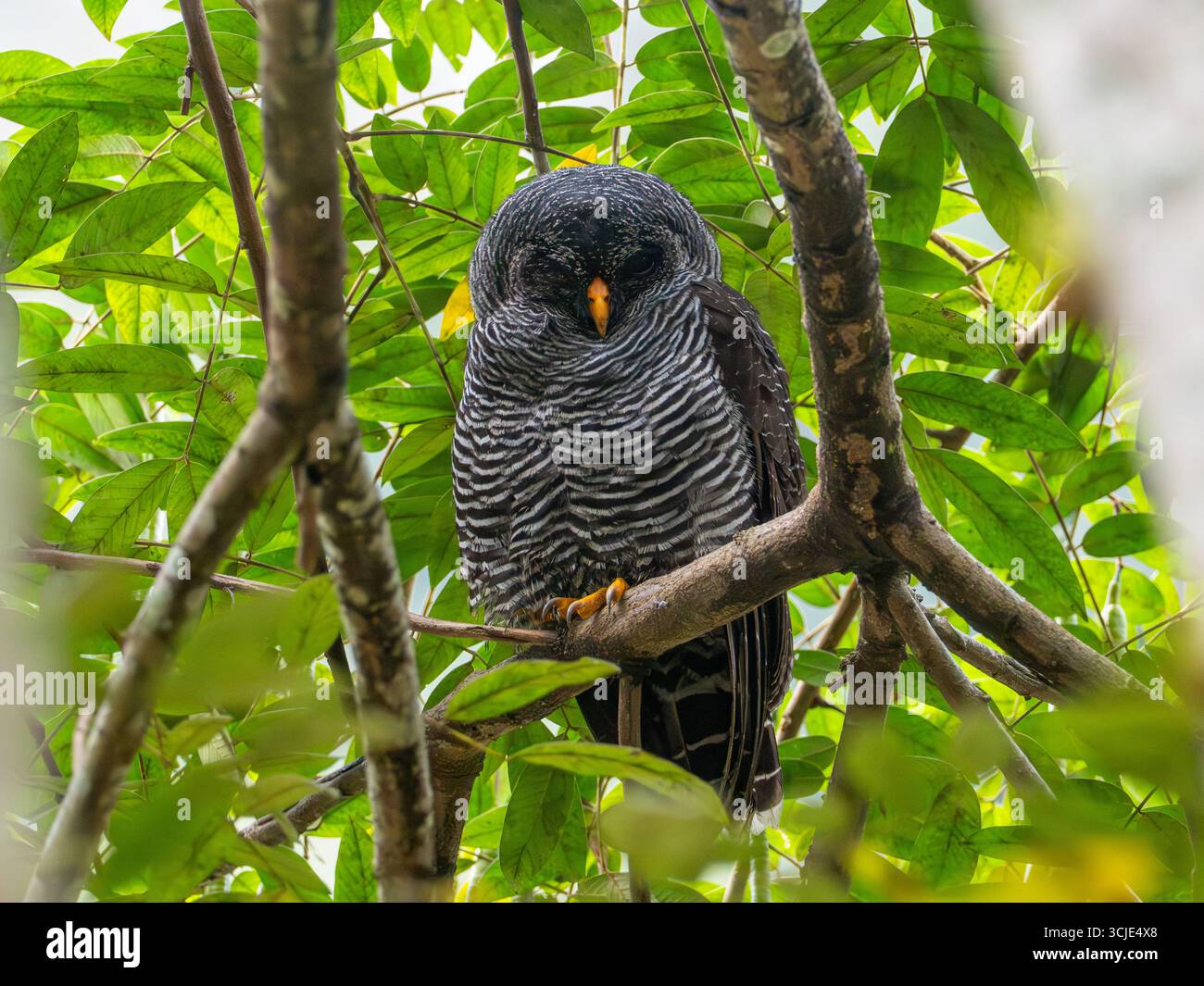 Hibou noir et blanc, Strix nigrolineata, dormant dans un roost de jour à Zamora, Équateur Banque D'Images