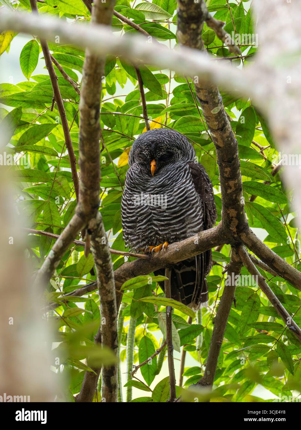 Hibou noir et blanc, Strix nigrolineata, dormant dans un roost de jour à Zamora, Équateur Banque D'Images