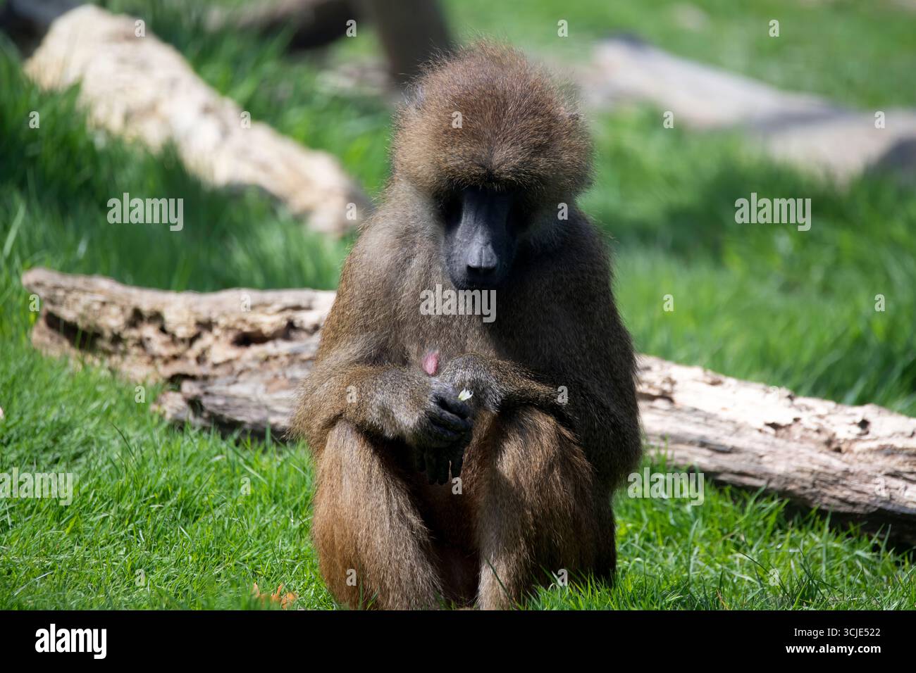 Le babouin de Guinée (Papio papio) est un babouin de la famille des singes du Vieux monde. Banque D'Images