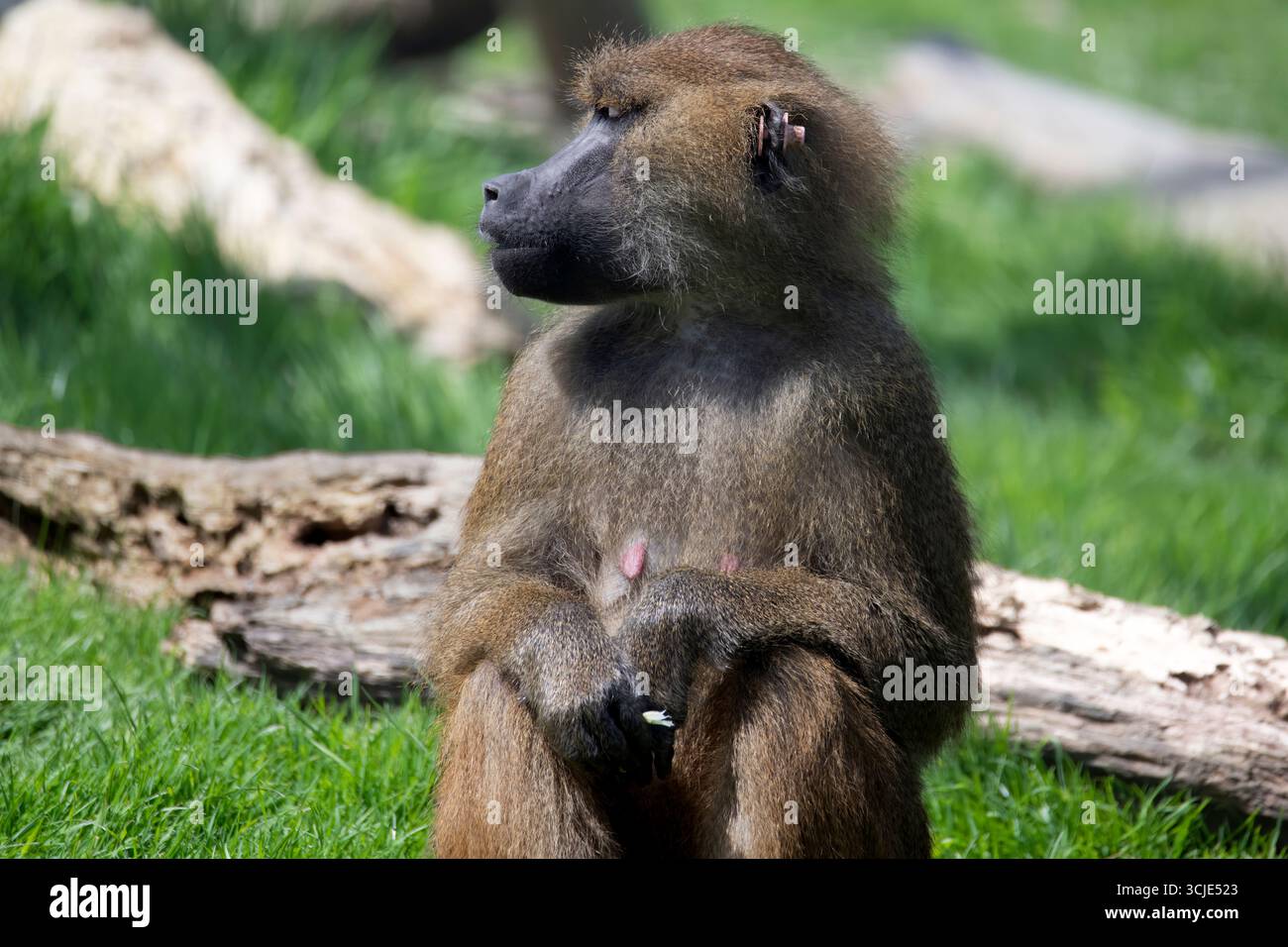 Le babouin de Guinée (Papio papio) est un babouin de la famille des singes du Vieux monde. Banque D'Images