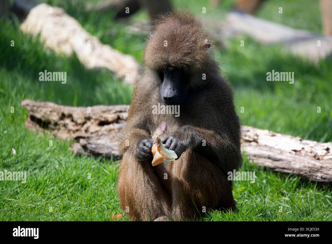 Le babouin de Guinée (Papio papio) est un babouin de la famille des singes du Vieux monde. Banque D'Images