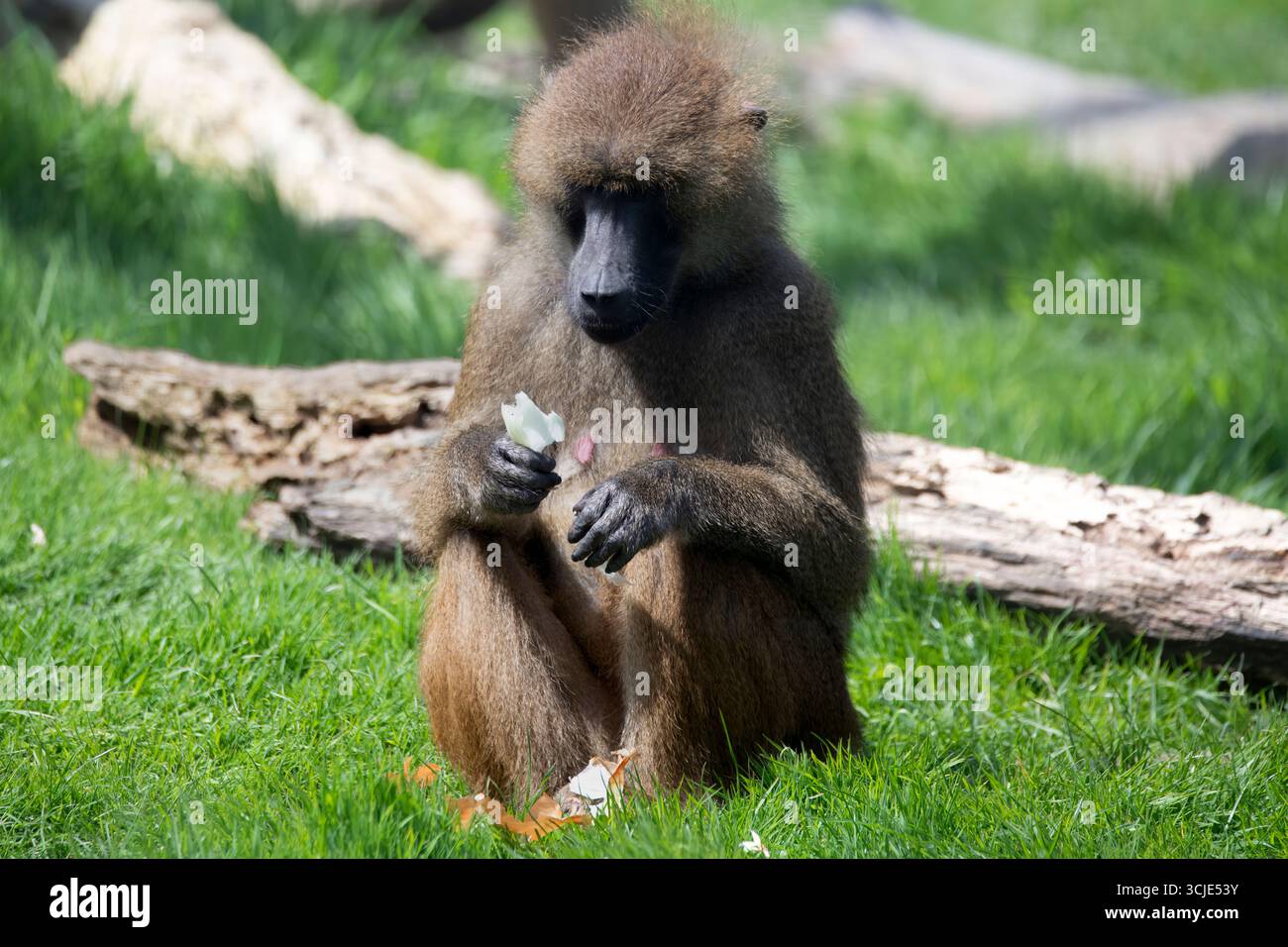 Le babouin de Guinée (Papio papio) est un babouin de la famille des singes du Vieux monde. Banque D'Images