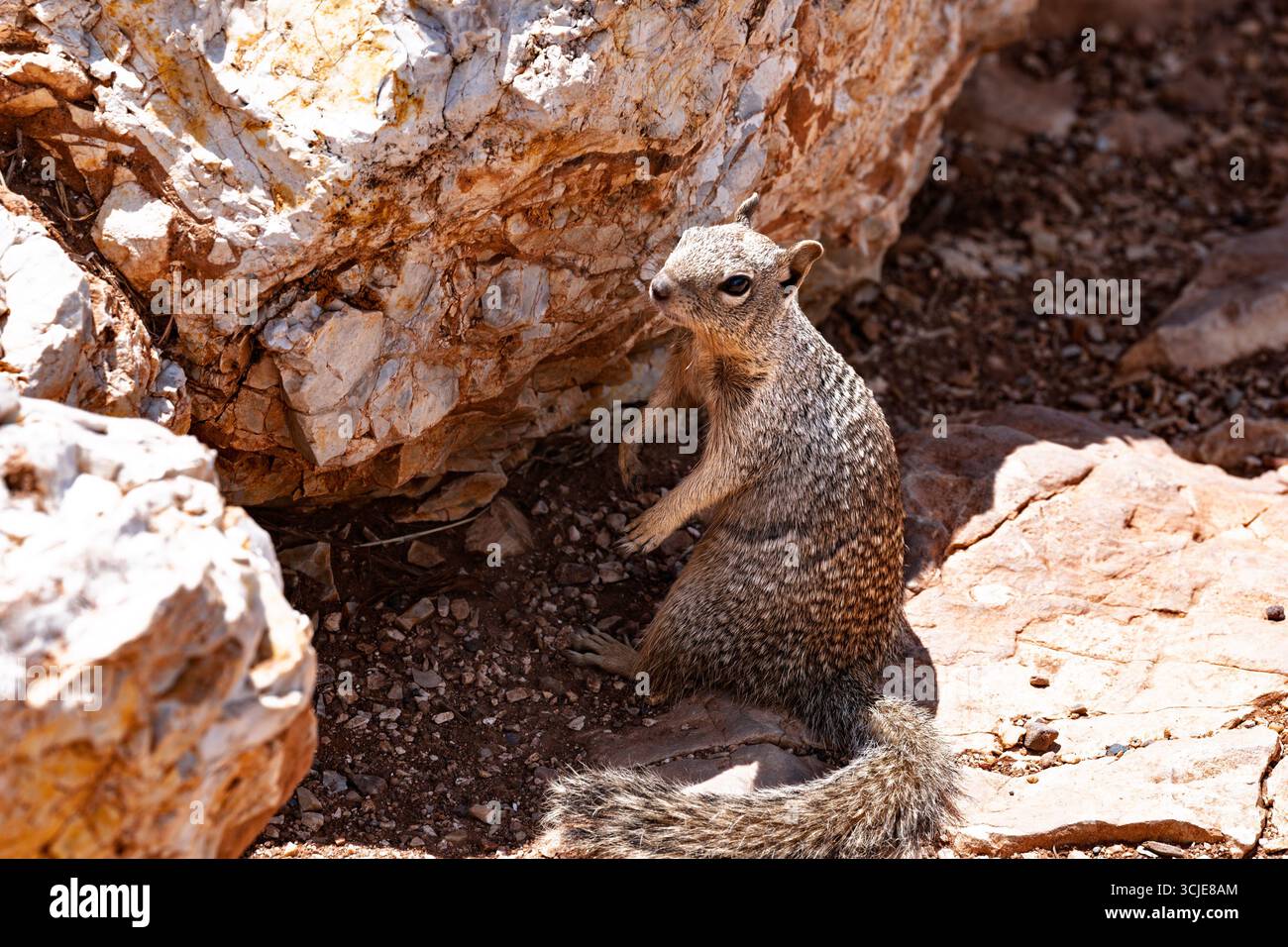 Un curieux écureuil terrestre se tient vigilant sur ses pattes arrière au milieu d'un paysage désertique accidenté et ensoleillé. Le petit mammifère, avec son gris brun marbré Banque D'Images