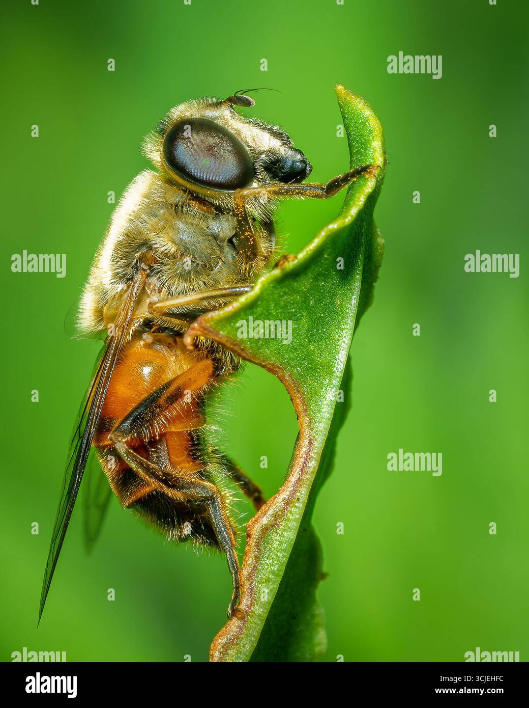 gros plan d'un insecte debout sur une feuille verte Banque D'Images