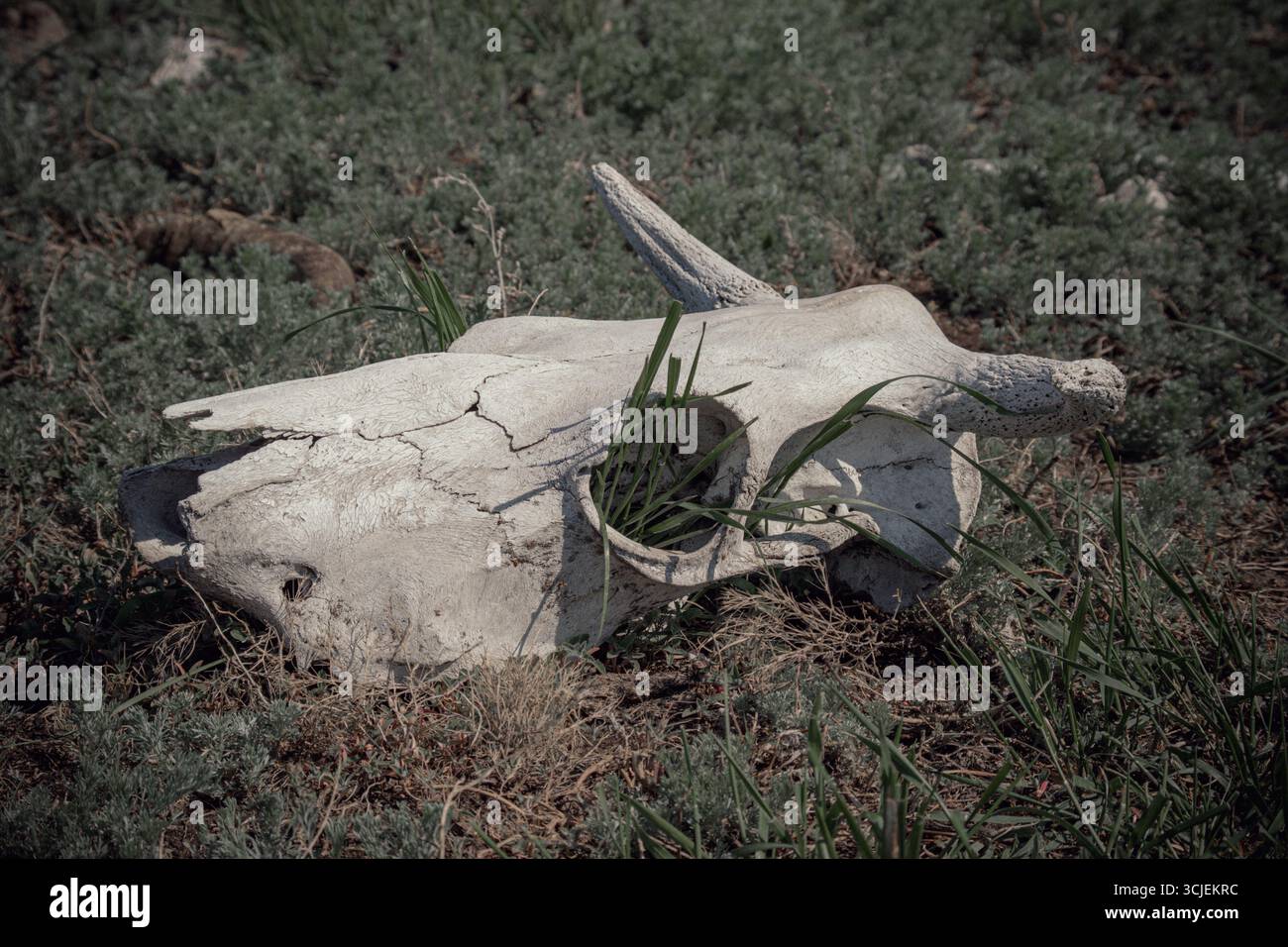 Crâne d'animal blanc séché avec des cornes et des orbites vides dans l'herbe. crâne de vache couché sur le sol contre l'herbe. Texture osseuse. Mort de A. Banque D'Images