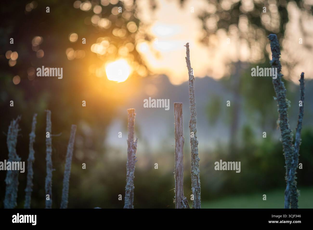 Lever de soleil à la campagne. Clôture idyllique sur un champ brumeux au lever du soleil. Détail de clôture en bois scandinave traditionnelle en épicéa et genévrier en t Banque D'Images