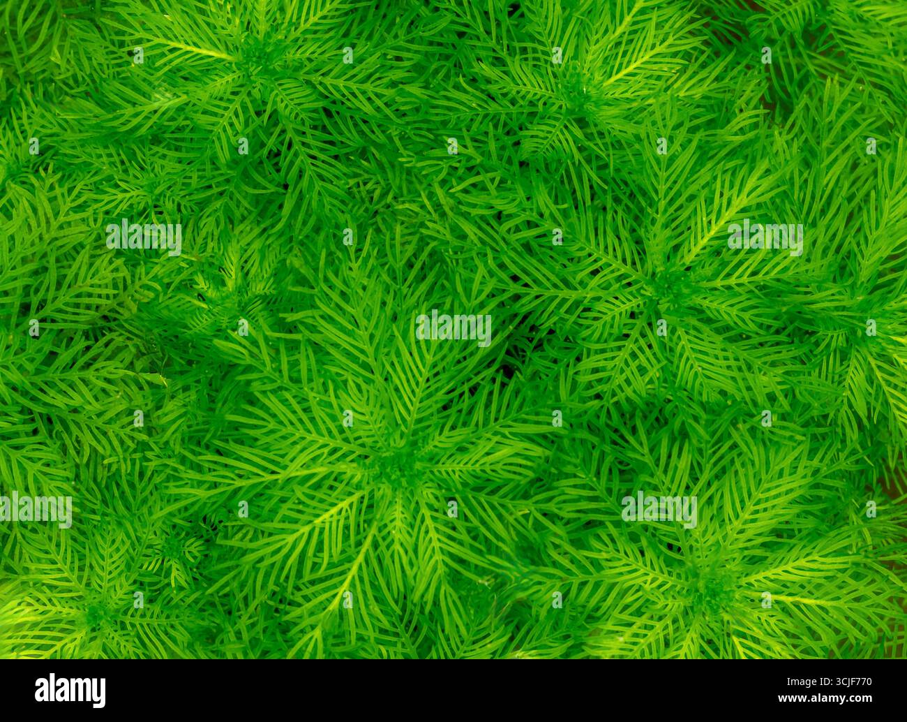 Arrière-plan abstrait d'une plante d'eau verte à feuille de plumes dans un étang Banque D'Images