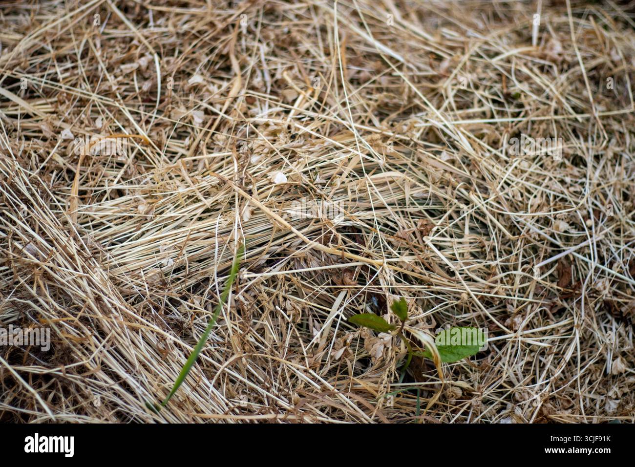 tiges de plantes séchées et mortes posées sur le sol Banque D'Images