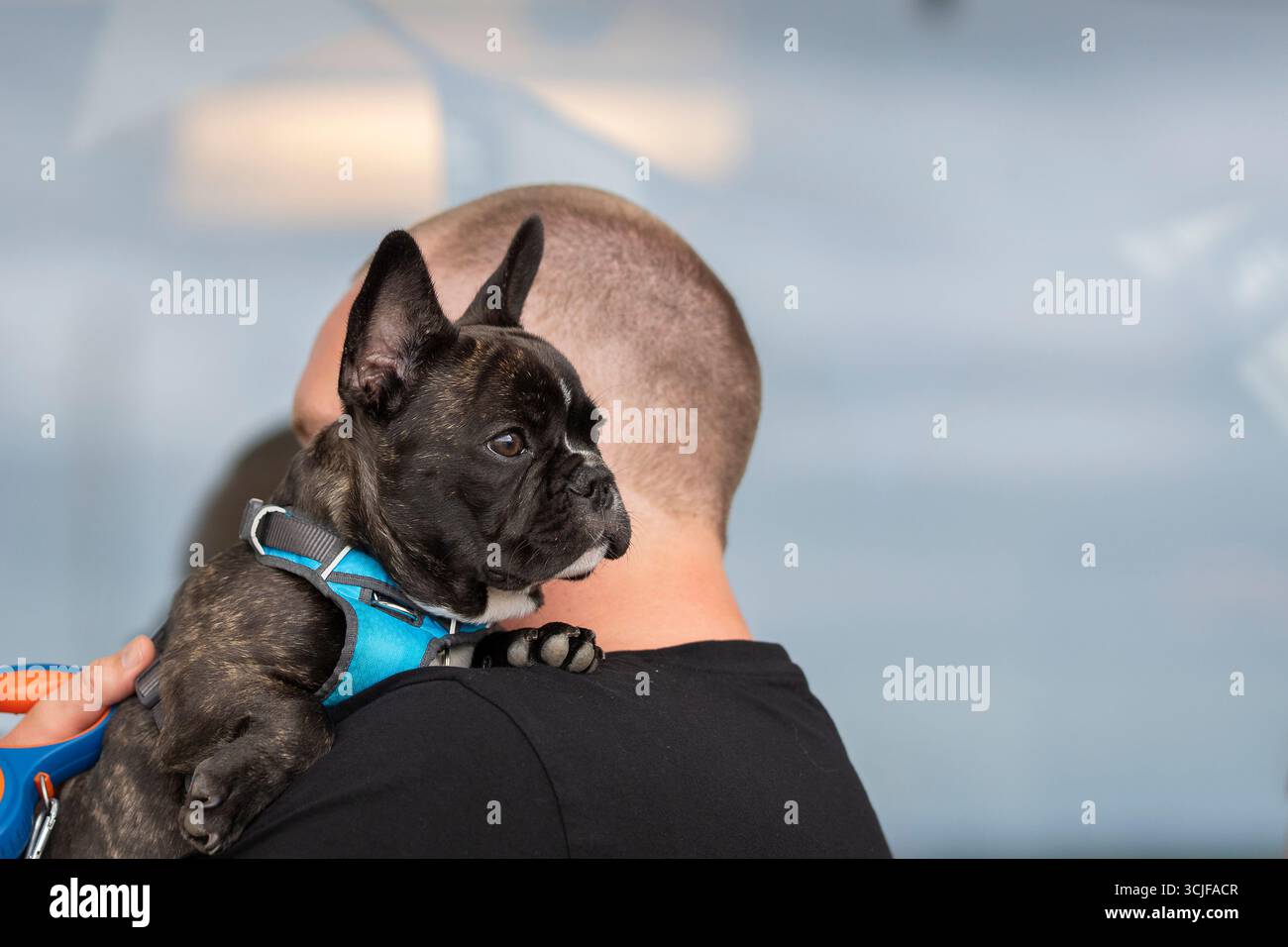 Gros plan bouledogue français bringé couché sur l'épaule de son maître mâle. Bouledogue français porté par son propriétaire regarde par-dessus son épaule lors d'une promenade. Banque D'Images