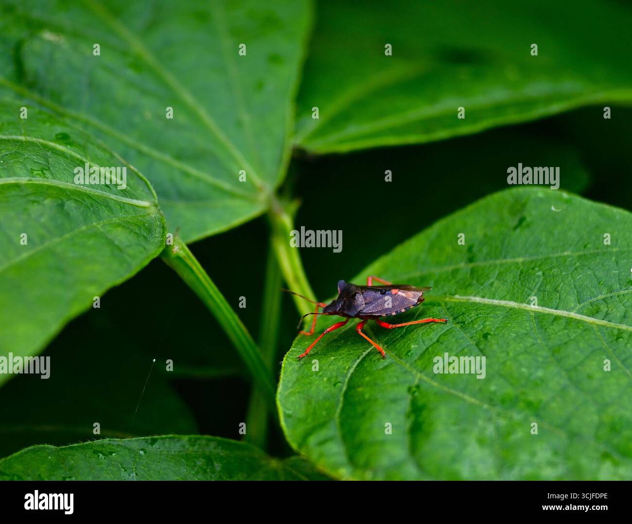 Forest Bug, Pentatoma rufipes sur la feuille de haricot, ou Shield bug. Banque D'Images