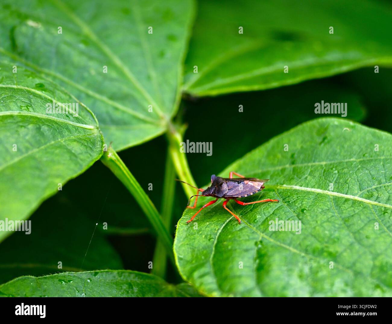 Forest Bug, Pentatoma rufipes sur la feuille de haricot, ou Shield bug. Banque D'Images