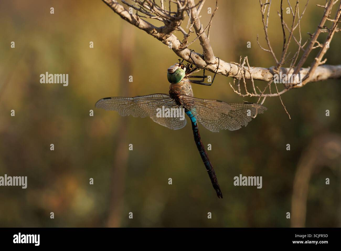 L'empereur libellule Anax imperator perché sur une branche de brousse dans le parc naturel d'El Hondo, en Espagne Banque D'Images