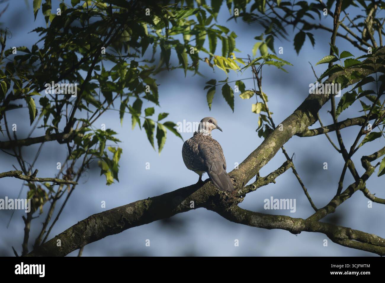 Une colombe tachetée (Spilopelia chinensis) se trouve sur une branche d'arbre entourée de feuilles vertes contre un ciel bleu clair Banque D'Images Une colombe tachetée (Spilopelia chinensis) se trouve sur une branche d'arbre entourée de feuilles vertes contre un ciel bleu clair Banque D'Images