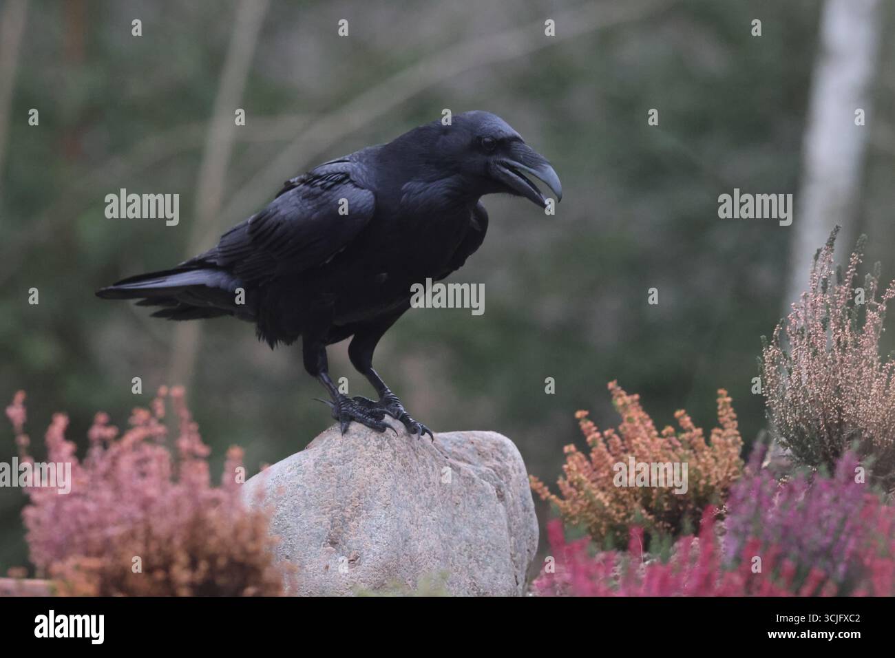 Corbeau Banque D'Images
