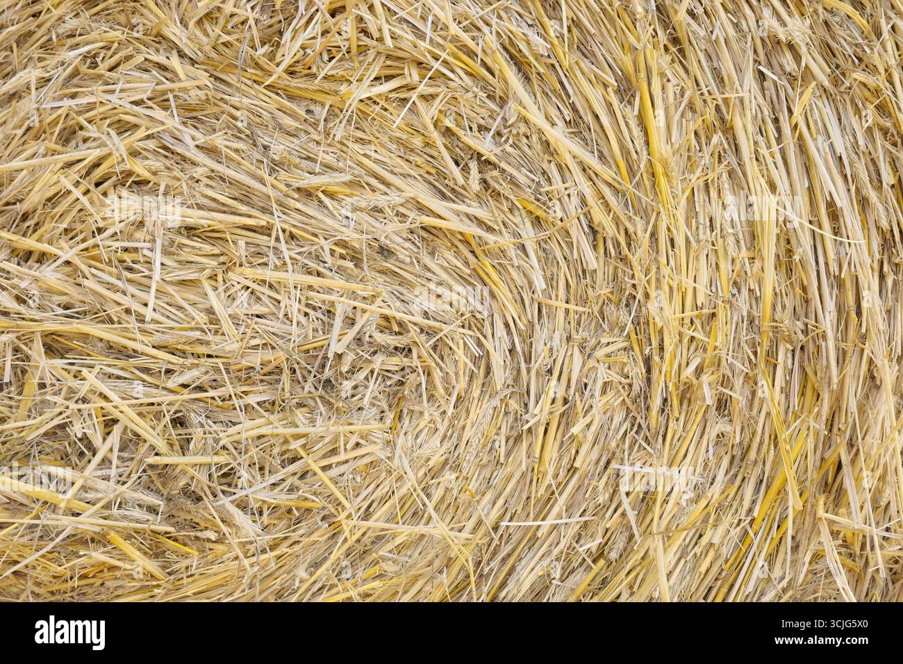 Gros plan photo d'une balle de foin, fond naturel Banque D'Images