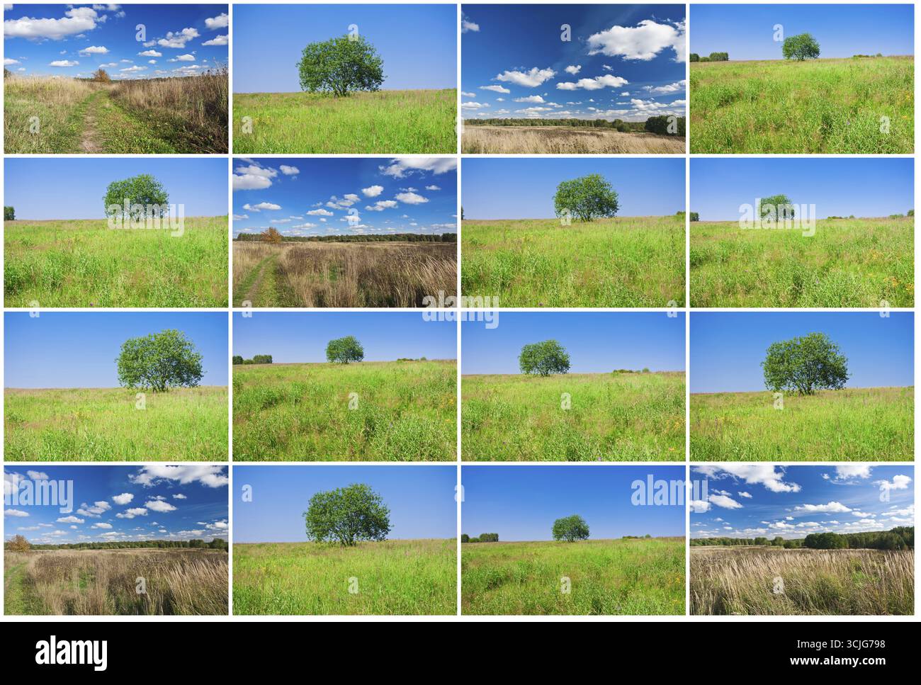 De belles photos de seul arbre dans le champ vert Banque D'Images