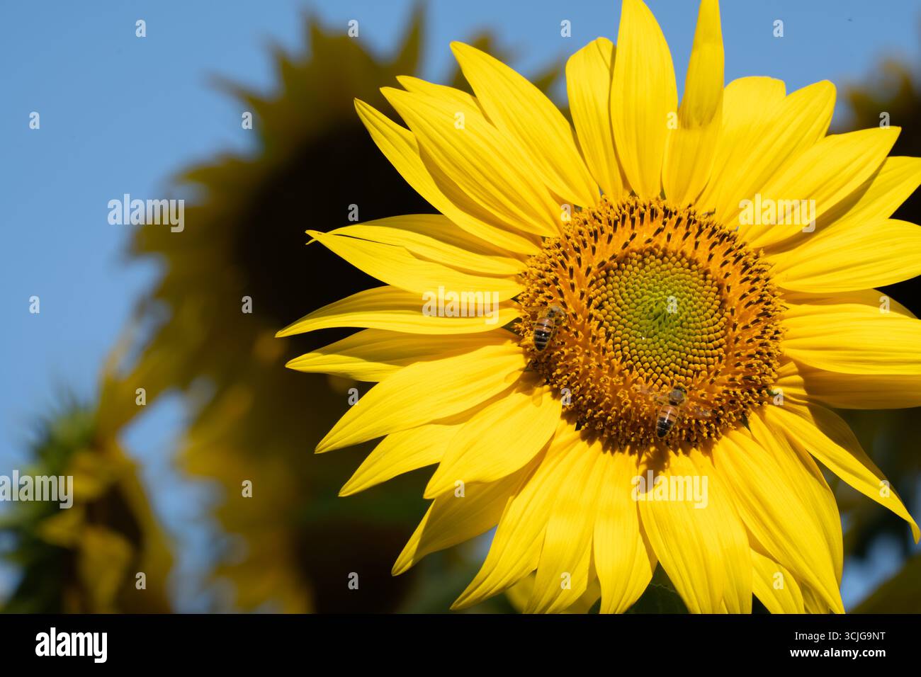 Tournesol jaune avec abeilles mellifères dans un champ en été Banque D'Images
