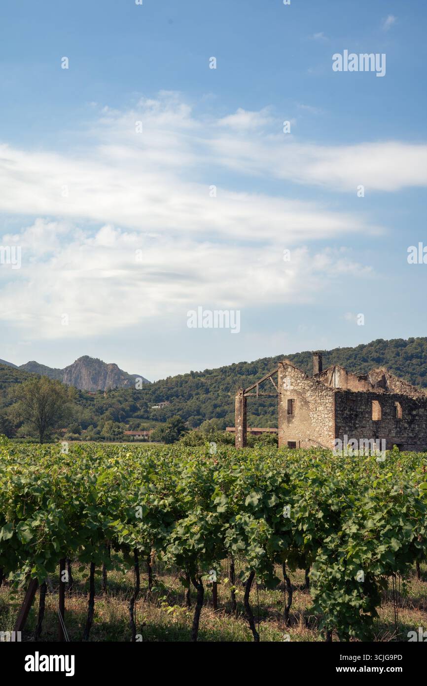 Paysage viticole italien rustique avec bâtiment en pierre abandonné au milieu d'un champ de vignes vertes dans la campagne des collines en été Banque D'Images