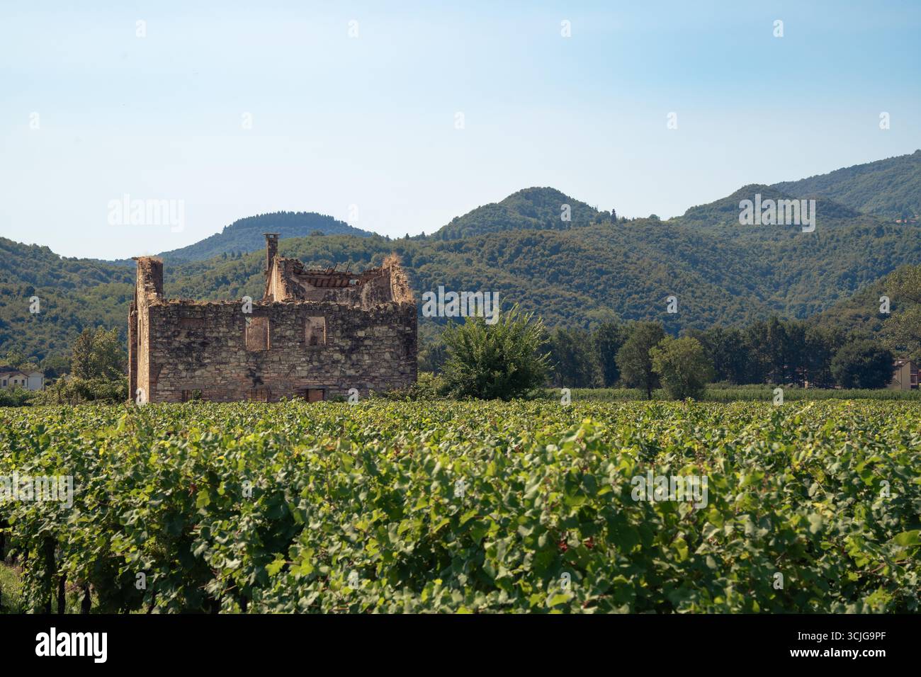 Paysage viticole italien rustique avec bâtiment en pierre abandonné au milieu d'un champ de vignes vertes dans la campagne des collines en été Banque D'Images