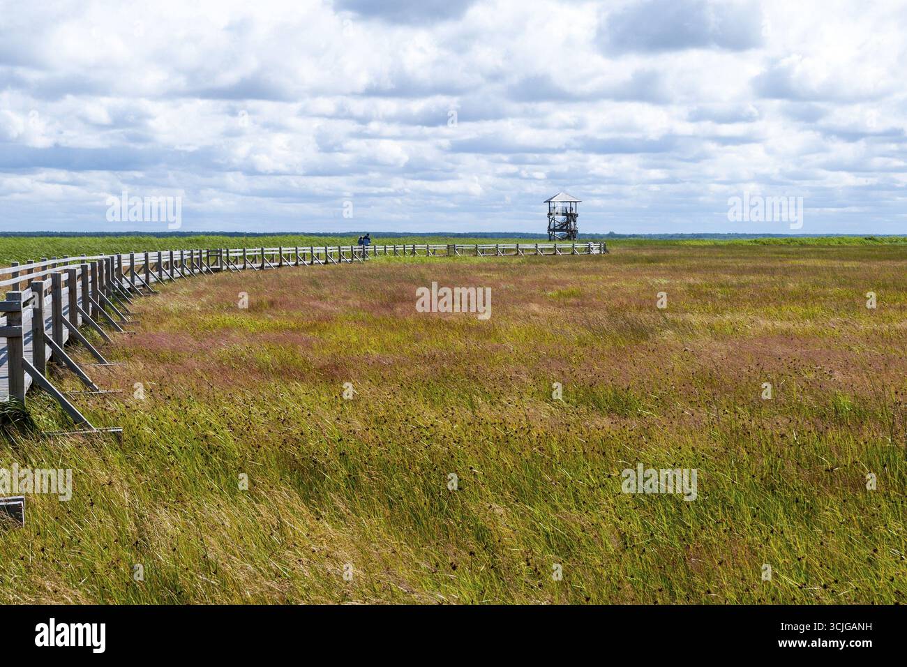 Voir l'observatoire d'oiseaux dans le champ vert avec clôture à Liepaja, Lettonie Banque D'Images