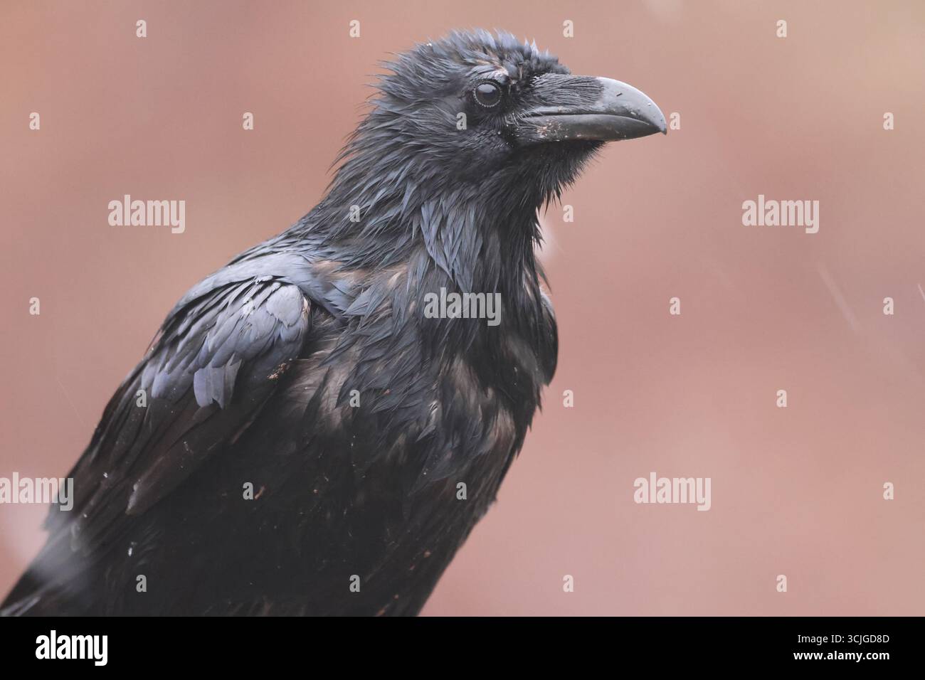 Corbeau Banque D'Images