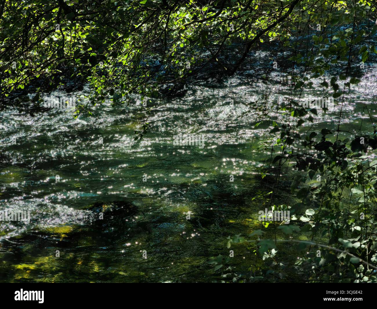 Reflets verts abstraits : surface de la rivière. Encadré par des branches d'arbre. Banque D'Images
