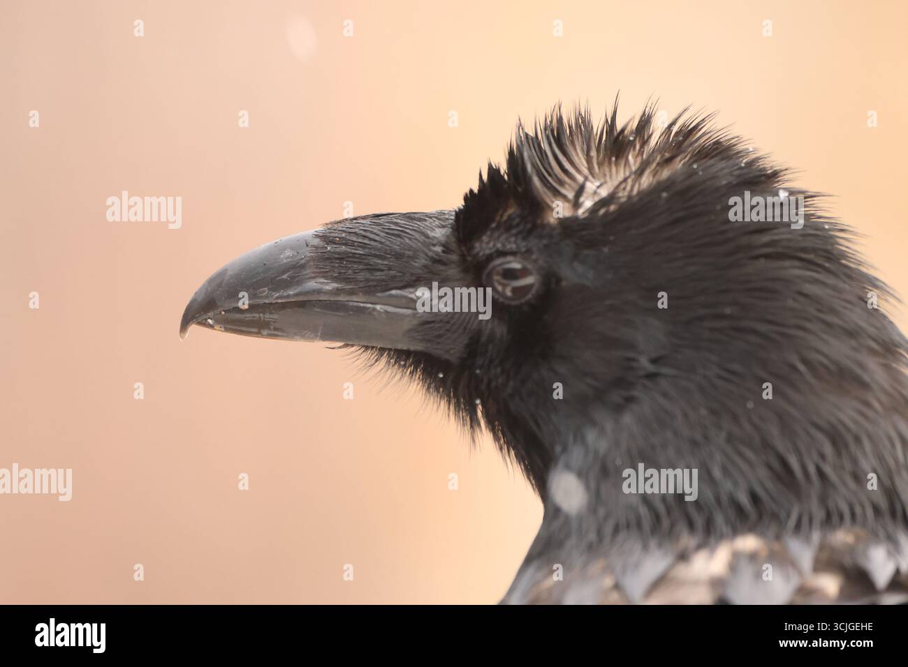 Corbeau Banque D'Images