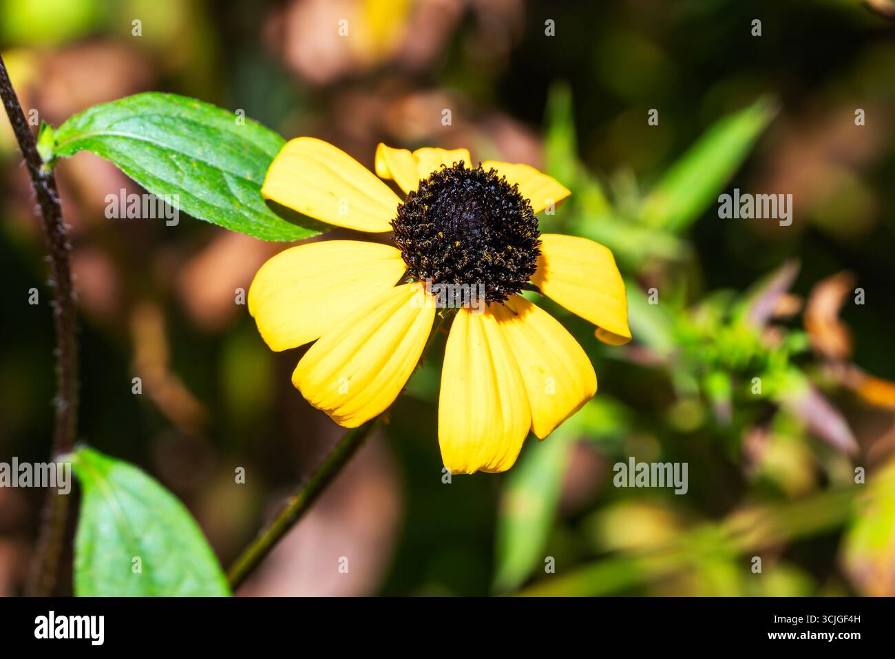 Rudbeckia triloba une plante à fleurs d'automne d'été avec une fleur d'été jaune communément appelée Brown Eyed Susan ou coneflower à trois feuilles, Banque D'Images
