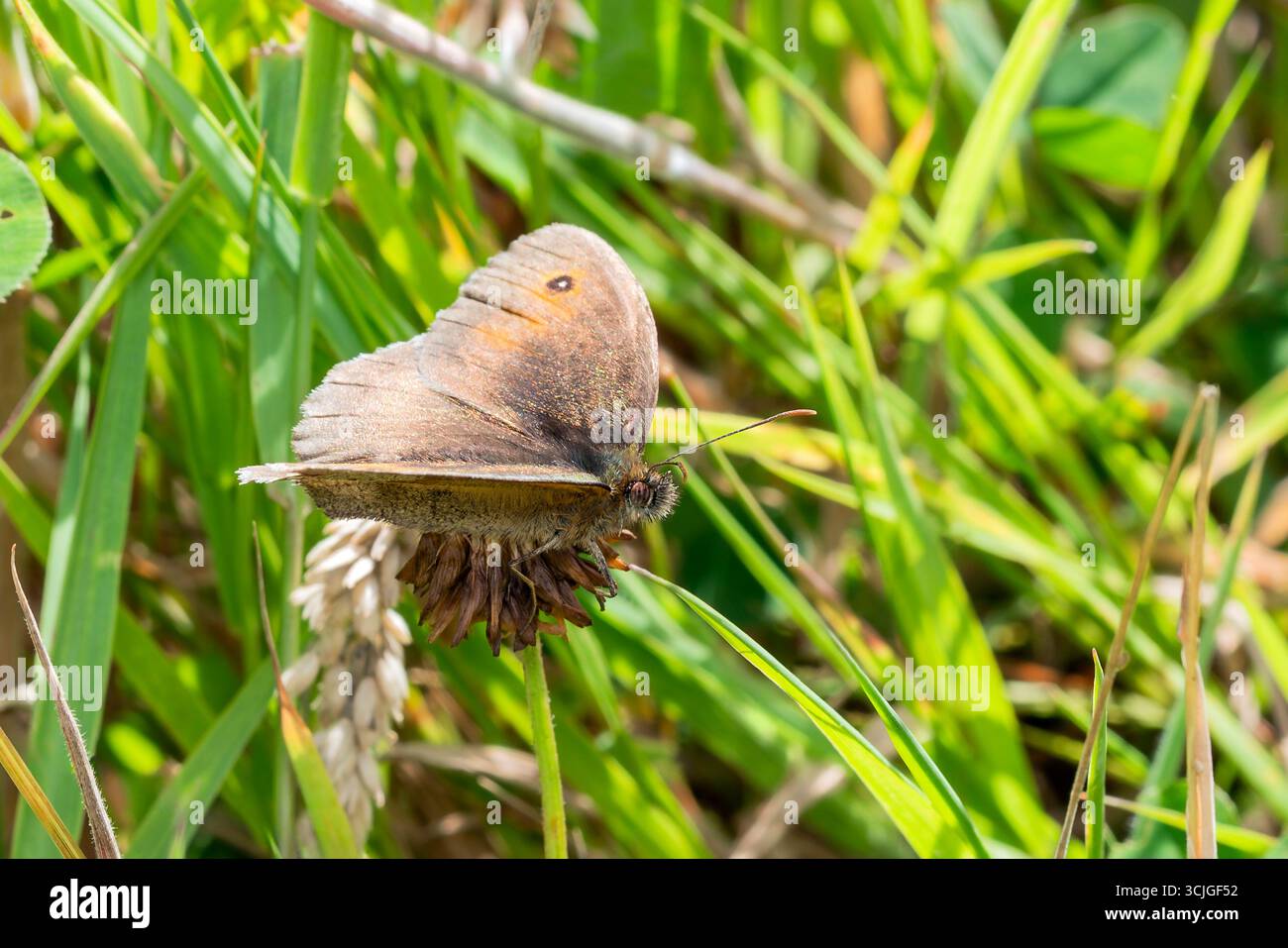 Meadow Brown Butterfly (Maniola jurtina) avec ses ailes repliées qui est un insecte brun volant au printemps et en été, photographie macro nature du beurre Banque D'Images