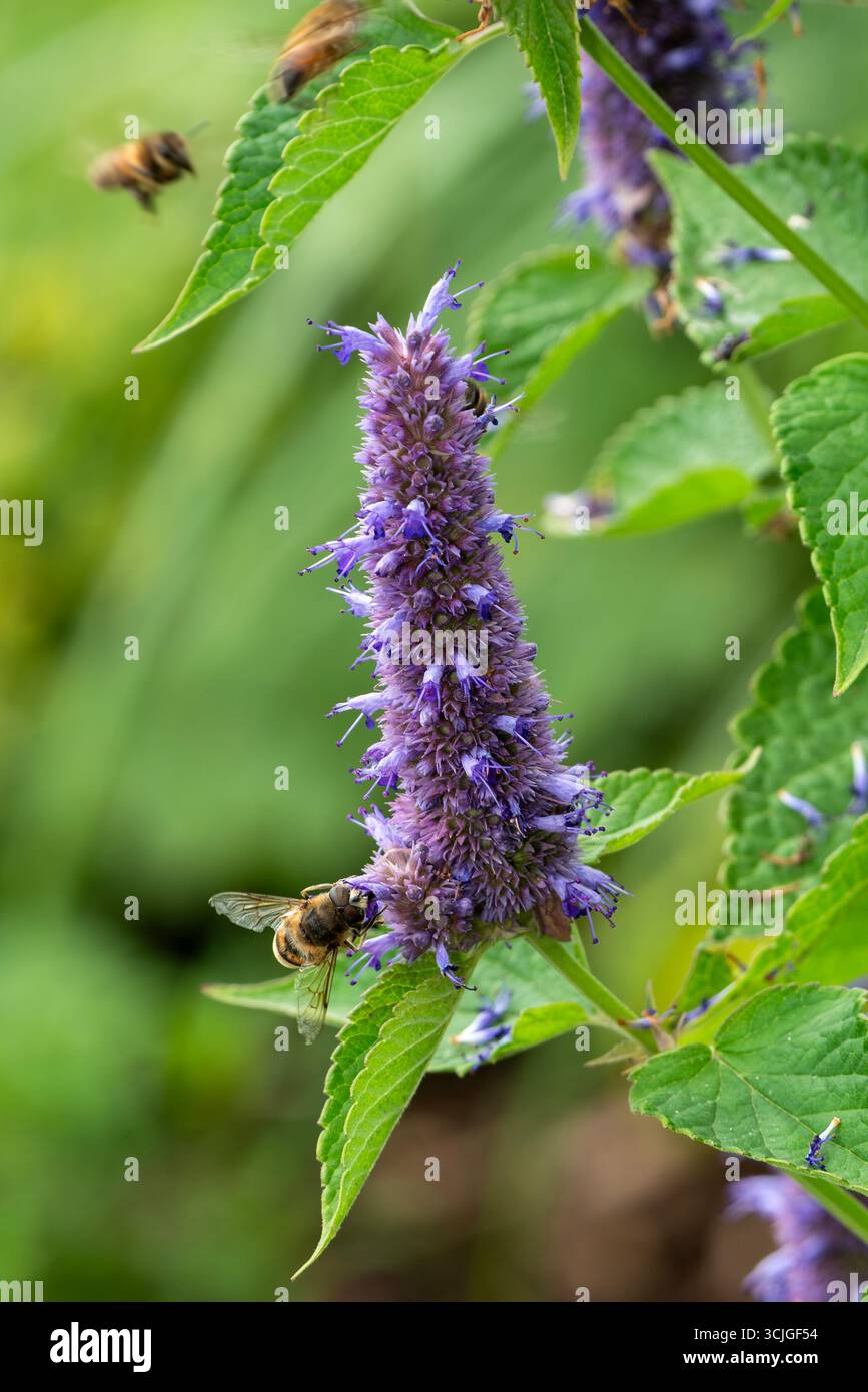 Agastache rugosa 'Liquorice Blue' une plante à fleurs d'automne d'été avec une fleur bleue violette d'été communément appelée menthe coréenne ou hys géant Banque D'Images