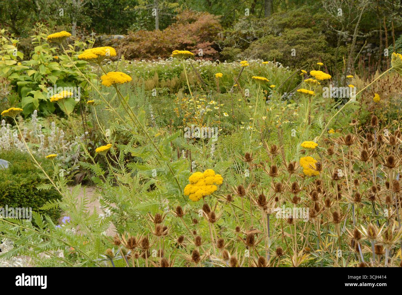 Il participe au château de Cawder en Écosse le 2025 août Banque D'Images