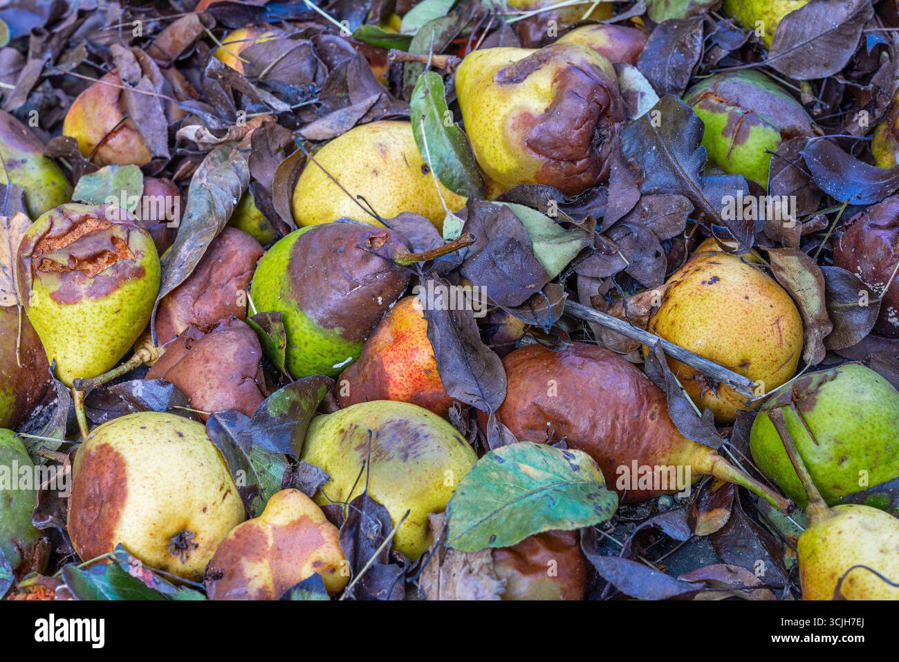 Poires pourries et feuilles brunes mouillées Banque D'Images